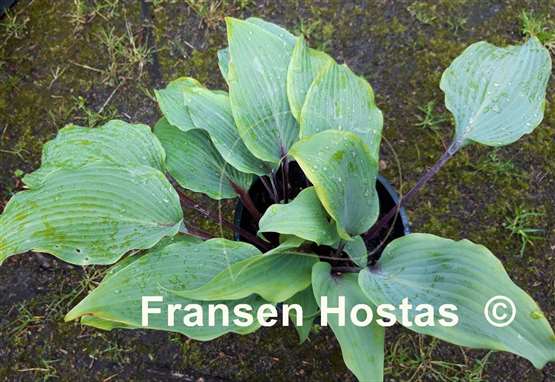 Hosta Infatuation